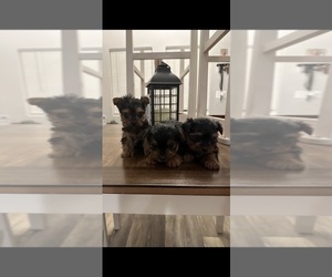 Yorkshire Terrier Litter for sale in COOLBAUGH TOWNSHIP, PA, USA