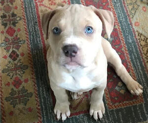 American Pit Bull Terrier Litter for sale in MADISON, TN, USA