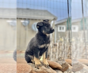 German Shepherd Dog Litter for sale in GOLDENDALE, WA, USA