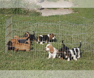Basset Hound Litter for sale in MEMPHIS, MO, USA