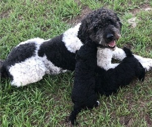 Labradoodle Litter for sale in PLACIDA, FL, USA