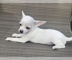 Small Photo #1 Chihuahua Puppy For Sale in LEBANON, NJ, USA