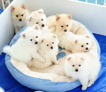 Medium Photo #1 Pomeranian Puppy For Sale in FRAZER, PA, USA