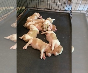 Brittany Litter for sale in LE ROY, IL, USA