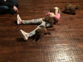 Poodle (Miniature) Litter for sale in ALLEN, TX, USA