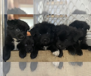 Huskimo-Miniature American Shepherd Mix Litter for sale in BUFFALO, NY, USA