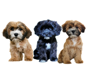 Cock-A-Tzu Litter for sale in SAN DIEGO, CA, USA