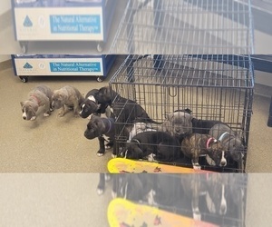 American Pit Bull Terrier Litter for sale in WARSAW, IN, USA