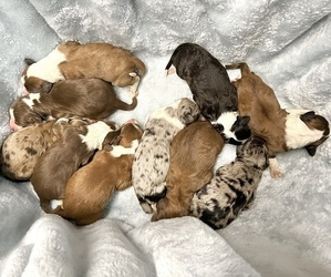Aussiedoodle Litter for sale in THOMASVILLE, NC, USA