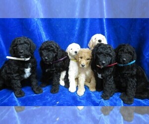 Poodle (Standard) Litter for sale in HARTVILLE, MO, USA