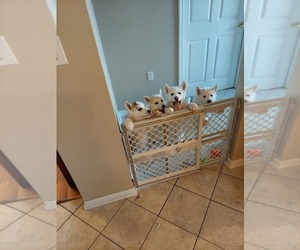 Siberian Husky Litter for sale in IBERIA, MO, USA
