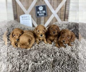 Goldendoodle Litter for sale in WOLCOTT, IN, USA
