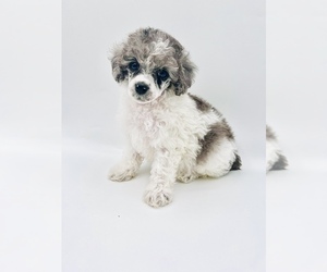 Poodle (Toy) Litter for sale in CEDAR CREEK, TX, USA