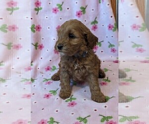 Poodle (Miniature) Litter for sale in DUNNVILLE, KY, USA
