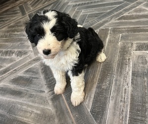 Aussiedoodle Litter for sale in ADDISON, AL, USA