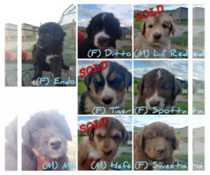 Goberian Litter for sale in RIDGWAY, CO, USA