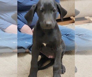 Great Dane Litter for sale in ORONOGO, MO, USA
