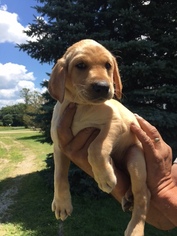 Labrador Retriever Litter for sale in WATERTOWN, WI, USA