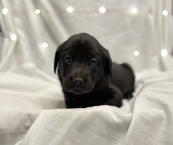 Medium Photo #1 Labrador Retriever Puppy For Sale in PUYALLUP, WA, USA
