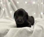 Small Photo #1 Labrador Retriever Puppy For Sale in PUYALLUP, WA, USA