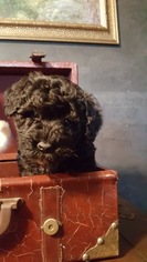 Schnoodle (Miniature) Litter for sale in PROSPERITY, PA, USA