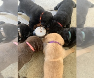 Golden Labrador Litter for sale in DEL ROSA, CA, USA