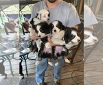 Small Photo #1 Australian Shepherd Puppy For Sale in DADE CITY, FL, USA