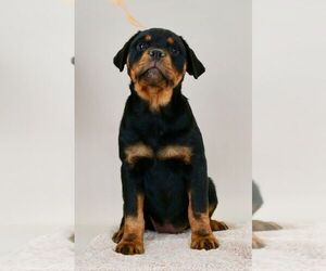 Medium Rottweiler