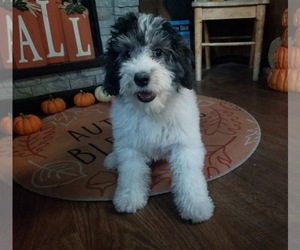 Bernedoodle (Miniature) Litter for sale in COLORADO SPRINGS, CO, USA