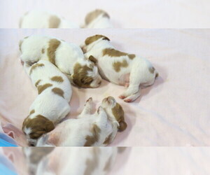 Brittany Litter for sale in RIDGECREST, CA, USA