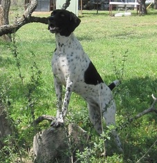 German Shorthaired Pointer Litter for sale in EULESS, TX, USA