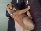 Small Photo #1 Mastiff Puppy For Sale in LAKELAND, FL, USA