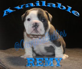 English Bulldogge Litter for sale in LAS VEGAS, NV, USA