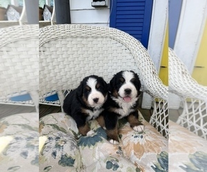 Bernese Mountain Dog Litter for sale in SPENCER, IN, USA