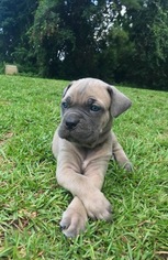 Cane Corso Litter for sale in CHAPIN, SC, USA