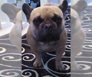 French Bulldog Litter for sale in LEMOORE, CA, USA