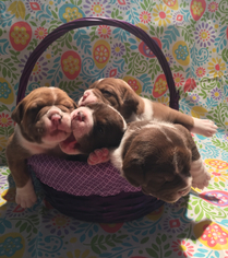 Olde English Bulldogge Litter for sale in HOT SPRINGS NATIONAL PARK, AR, USA