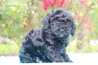 Poodle (Toy) Litter for sale in GRAY, LA, USA