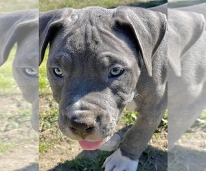 American Staffordshire Terrier-Cane Corso Mix Litter for sale in CLAREMONT, CA, USA