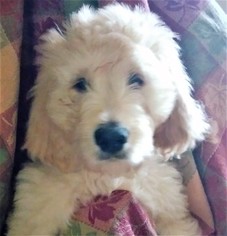 Goldendoodle Litter for sale in LOCUST GROVE, GA, USA