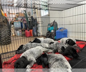 German Shorthaired Pointer Litter for sale in BRADFORD, PA, USA