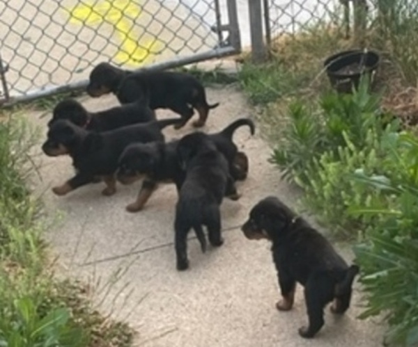 Medium Photo #1 Rottweiler Puppy For Sale in BALTIMORE, MD, USA