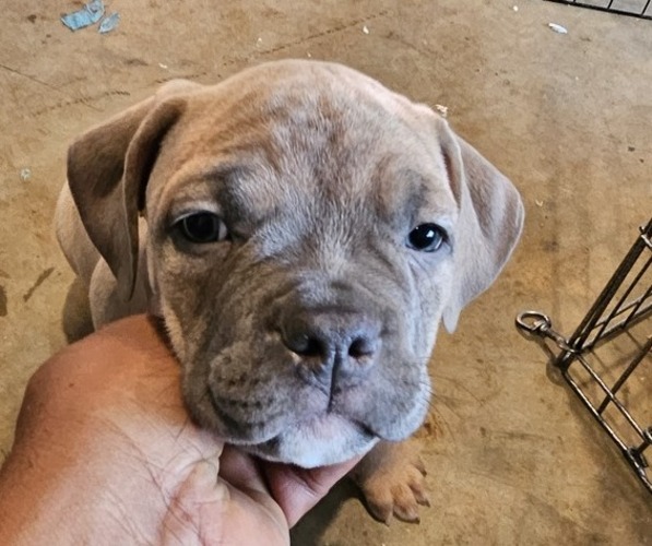 Medium Photo #1 American Bully Puppy For Sale in ROEBUCK, SC, USA