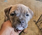 Small Photo #1 American Bully Puppy For Sale in ROEBUCK, SC, USA