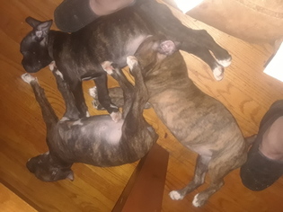 Boxer Litter for sale in INDEPENDENCE, MO, USA
