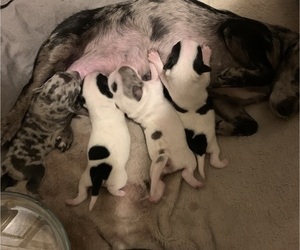 Chihuahua Litter for sale in SUGAR CREEK, MO, USA