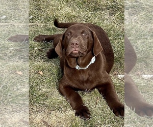 Labrador Retriever Litter for sale in SUNNYSIDE, WA, USA