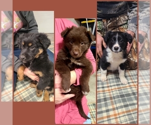 Australian Shepherd-Miniature Australian Shepherd Mix Litter for sale in PERU, IN, USA