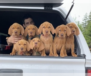Vizsla Litter for sale in BROOKINGS, OR, USA
