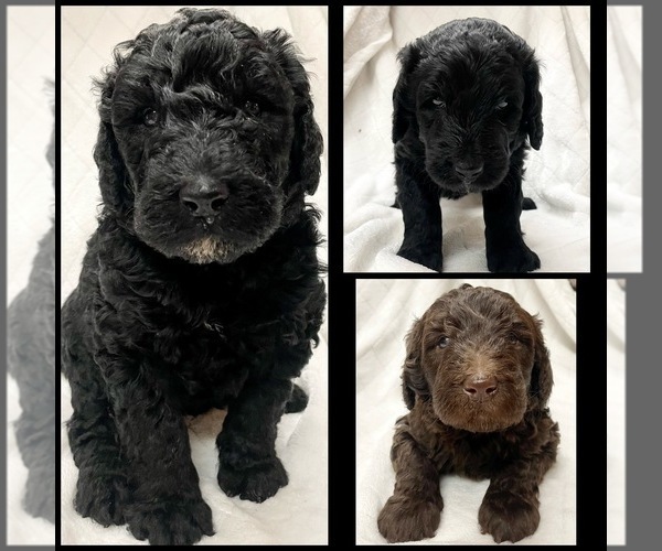 Full screen Photo #1 Bernedoodle Puppy For Sale in CHERRY LOG, GA, USA